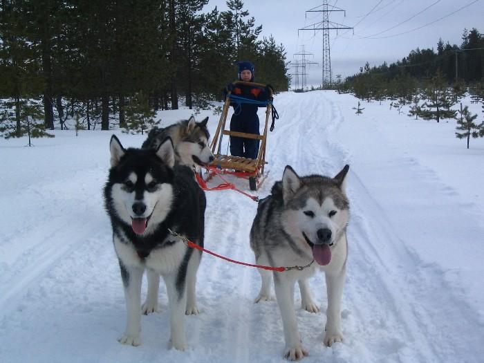 Repe 187.jpg - Rekiajelulla Viiru, Apollo ja Repe / Sledding with Viiru, Apollo and Repe